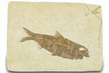 Detailed Fossil Fish (Knightia) - Wyoming #322569-1
